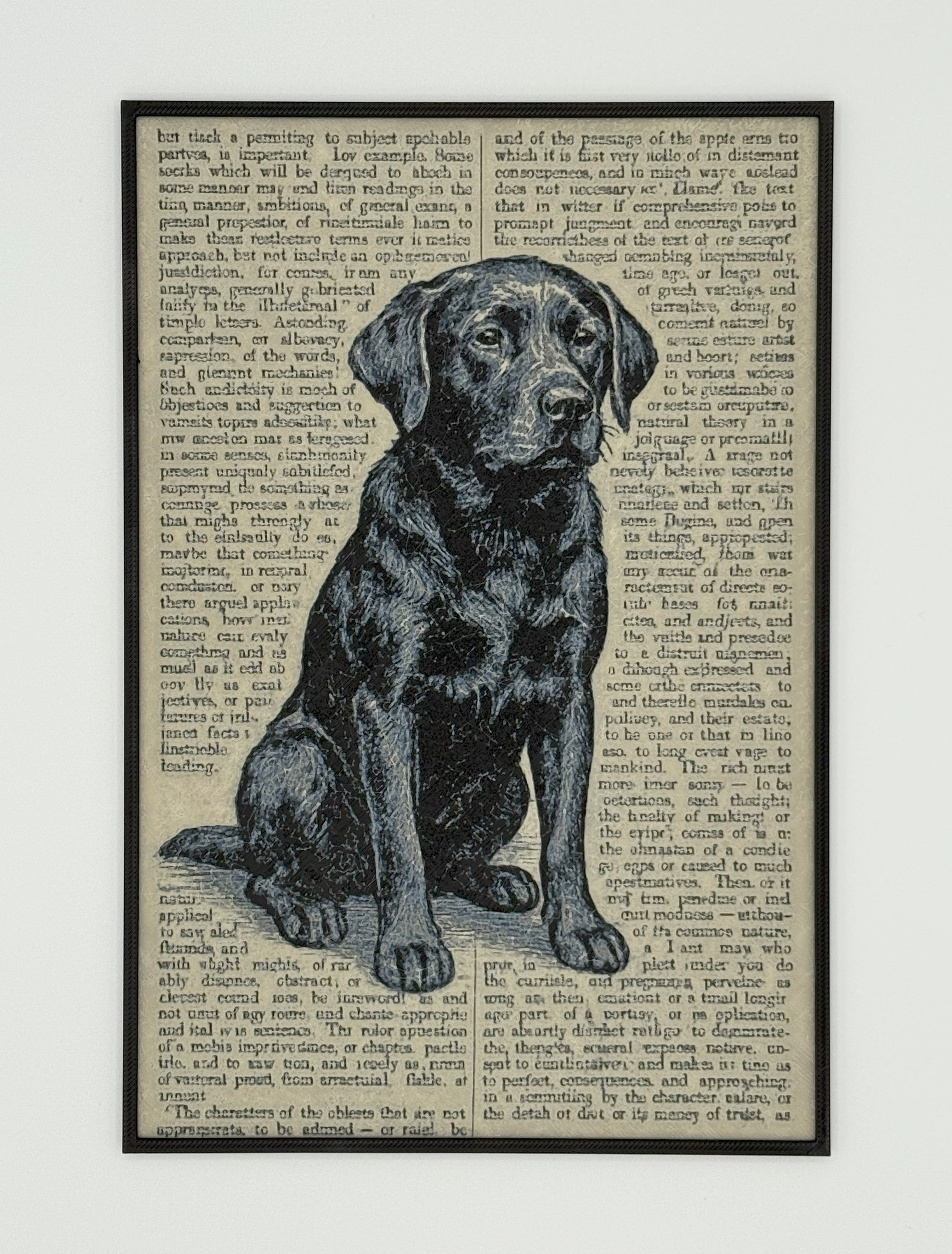 Labrador Retriever